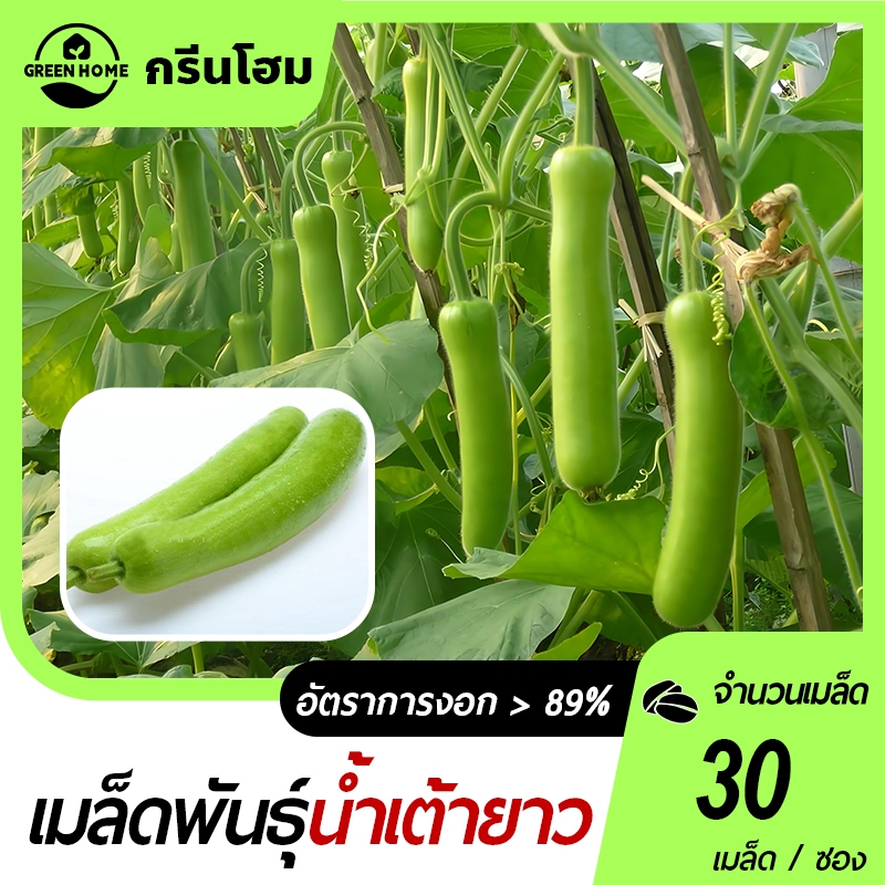 น้ำเต้ายาว📌เมล็ดพันธุ์น้ำเต้ายาว 30 เมล็ด☘️ปลูกง่าย🎯ลูกดก☘️ทานอร่อย