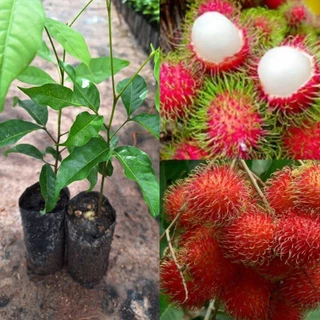 ต้นเงาะโรงเรียนนาสาร(ซื้อ 3 แถม 1ถุง )ผลใหญ่รสชาติหวาน