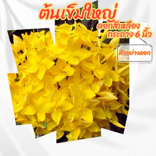 ต้นเข็มใหญ่ เข็มดอกใหญ่ สีเหลือง เข็มเหลืองใบใหญ่ ขนาดกระถาง 6 นิ้ว