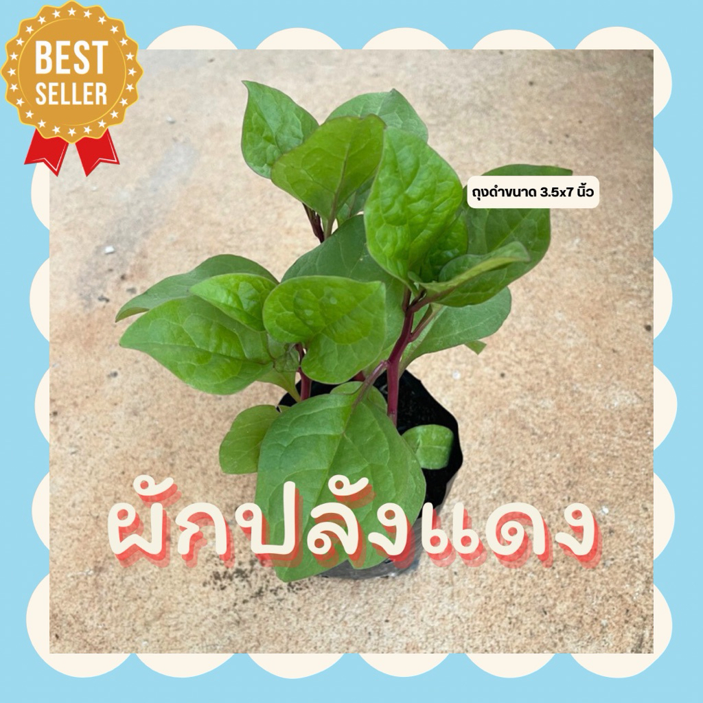 ผักปลังแดง ในถุงดำ 3.5 x 7 นิ้ว