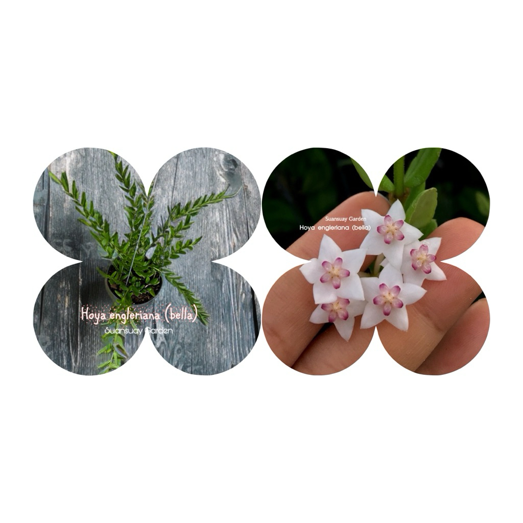 Hoya engleriana (bella) โฮยาเบลลาน่ารัก ดอกสีขาวมงกุฎชมพู ดอกสวย น่ารักมากค่ะ