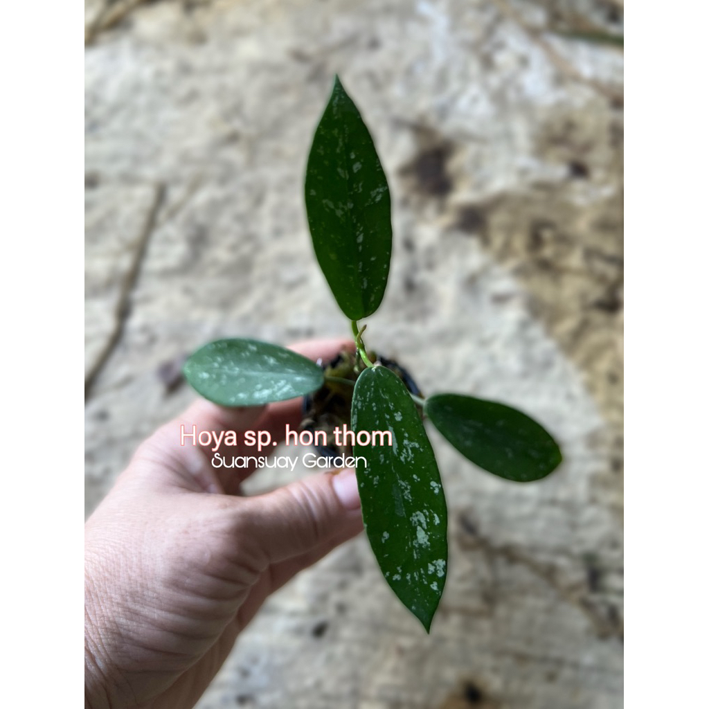 Hoya sp. hon thom โฮยาดอกสีขาวมงกุฎเขียว โฮยามาใหม่