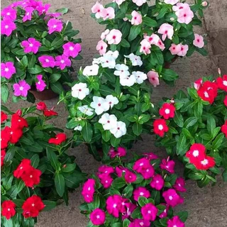 ปลูกง่าย Periwinkle Bonsai Seeds แพงพวยคละสี ดอกแพงพวย บรรจุ 450 เมล็ด