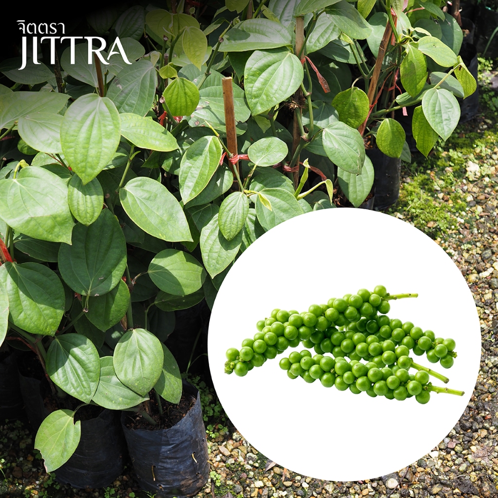จิตตรา ต้นพันธุ์พริกไทยซีลอน (Ceylon Pepper) ปักชำสูง 50-70 ซม. โตไวให้ผลเร็ว พร้อมส่ง เคลมฟรี