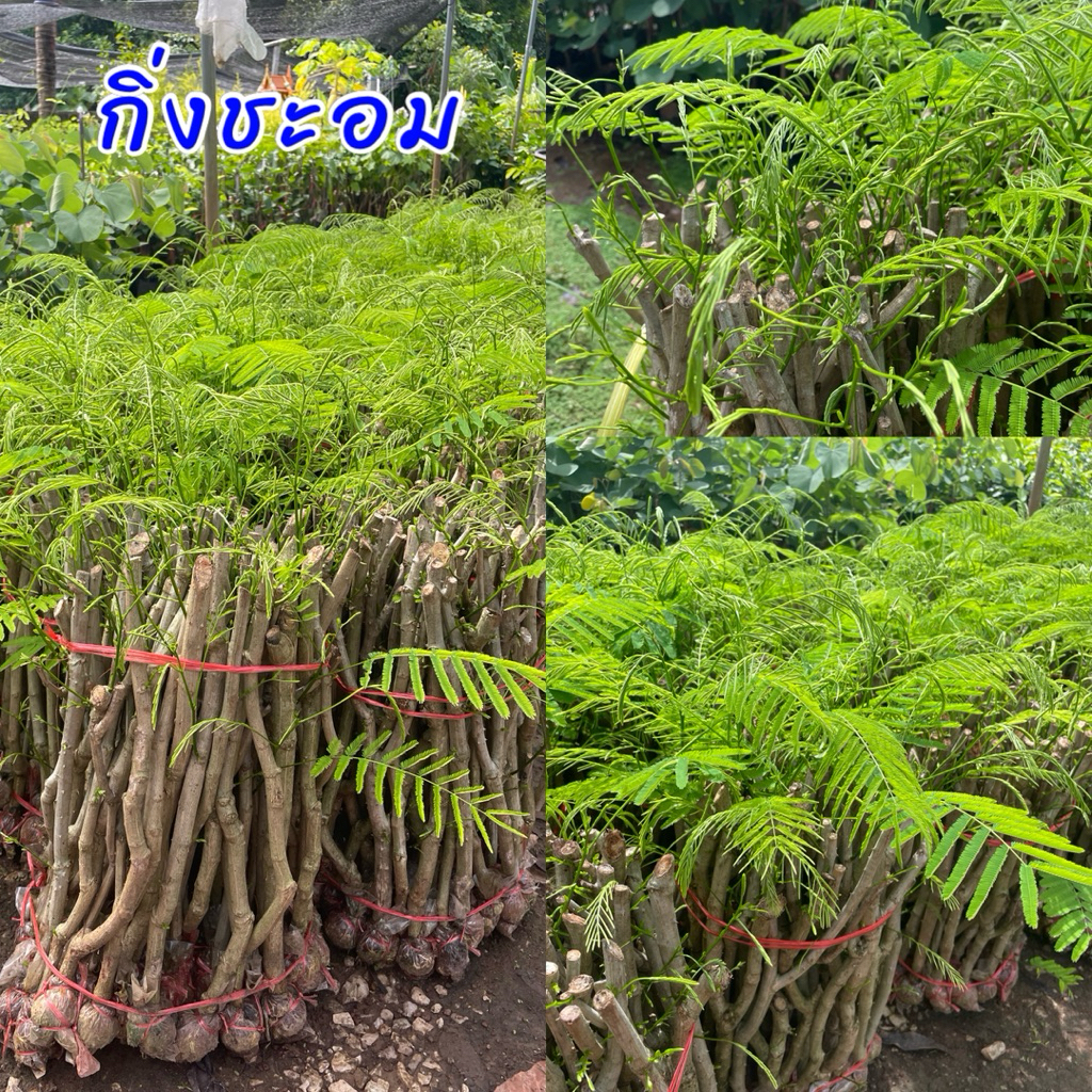 กิ่งชะอม 50 กิ่ง หนามน้อย ปลูกง่าย ต้นพันธุ์แข็งแรง