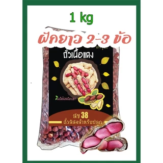 เมล็ดพันธ์ุ ถั่วลิสง เปลือกแดง พันธุ์ สข 38 รุ่น ฝักยาว คัดเมล็ด สำหรับปลูก ขา่ยเป็นกิโลกรัม
