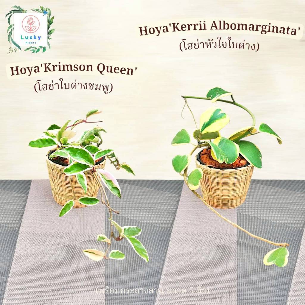 🌼โฮย่าใบด่างชมพู(Hoya Krimson Queen) /โฮย่าหัวใจใบด่าง(Hoya kerrii Albomargina) พร้อมกระถางสานไม้ไผ่ ขนาด 5 นิ้ว