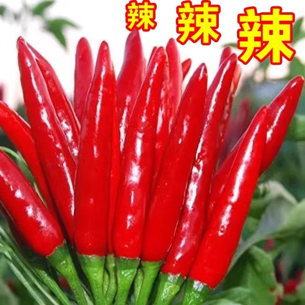100เมล็ด/แพ็ค เมล็ดพันธุ์ พริก พริกจินดาแดง Red Hot Chili Pepper Seeds High Yield Super Hot Chili Pepper Vegetable Seeds