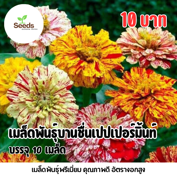 เมล็ดพันธุ์ ดอกบานชื่นเปปเปอร์มิ้นท์ บรรจุ 10 เมล็ด