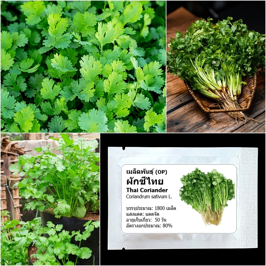 เมล็ดพันธุ์ ผักชีไทย Thai Coriander Seed 1800 เมล็ด คุณภาพดี ของแท้ 100%