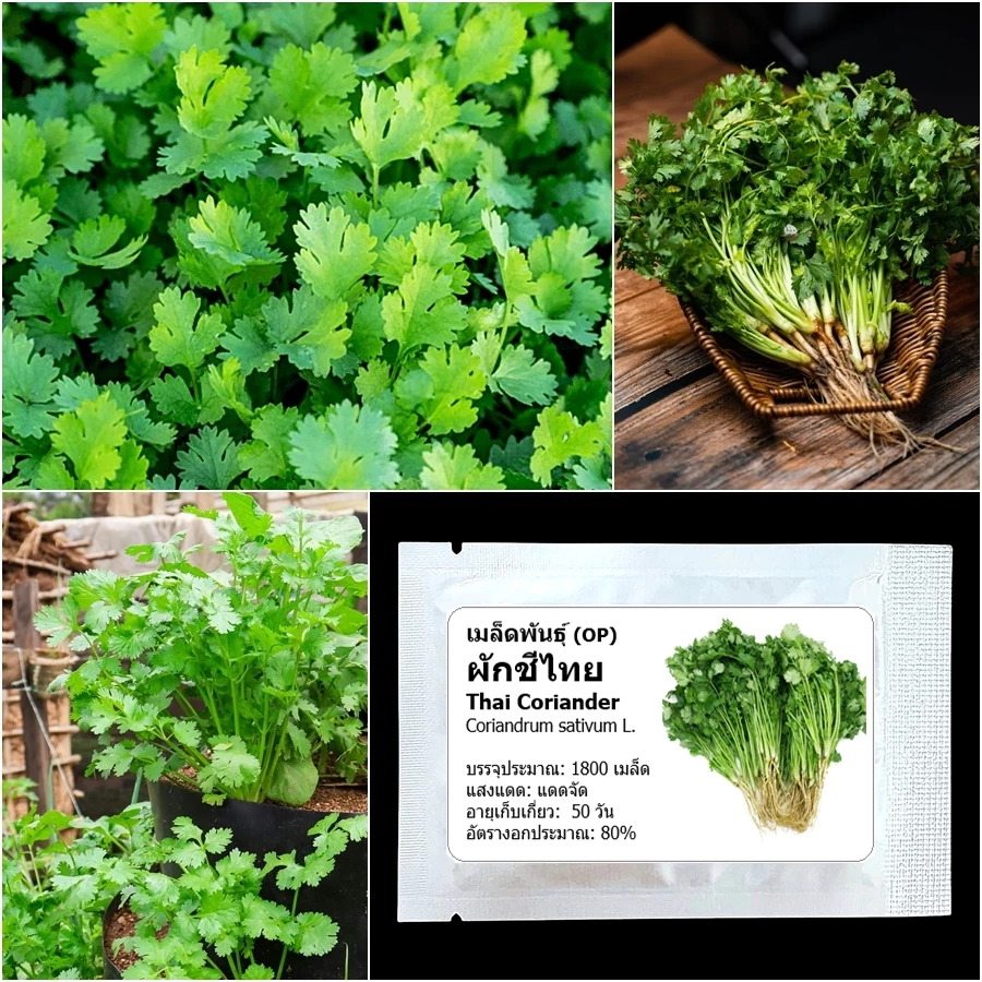 เมล็ดพันธุ์ ผักชีไทย Thai Coriander Seed 1800 เมล็ด คุณภาพดี ของแท้ 100%