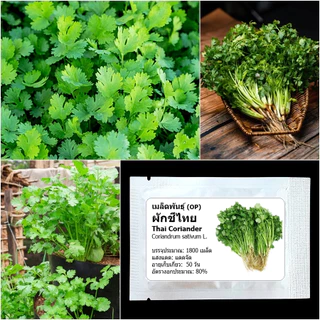เมล็ดพันธุ์ ผักชีไทย Thai Coriander Seed 1800 เมล็ด คุณภาพดี ของแท้ 100%