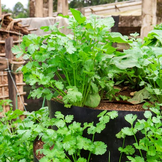 เมล็ดพันธุ์ ผักชีไทย Thai Coriander Seed 1800 เมล็ด คุณภาพดี ของแท้ 100%