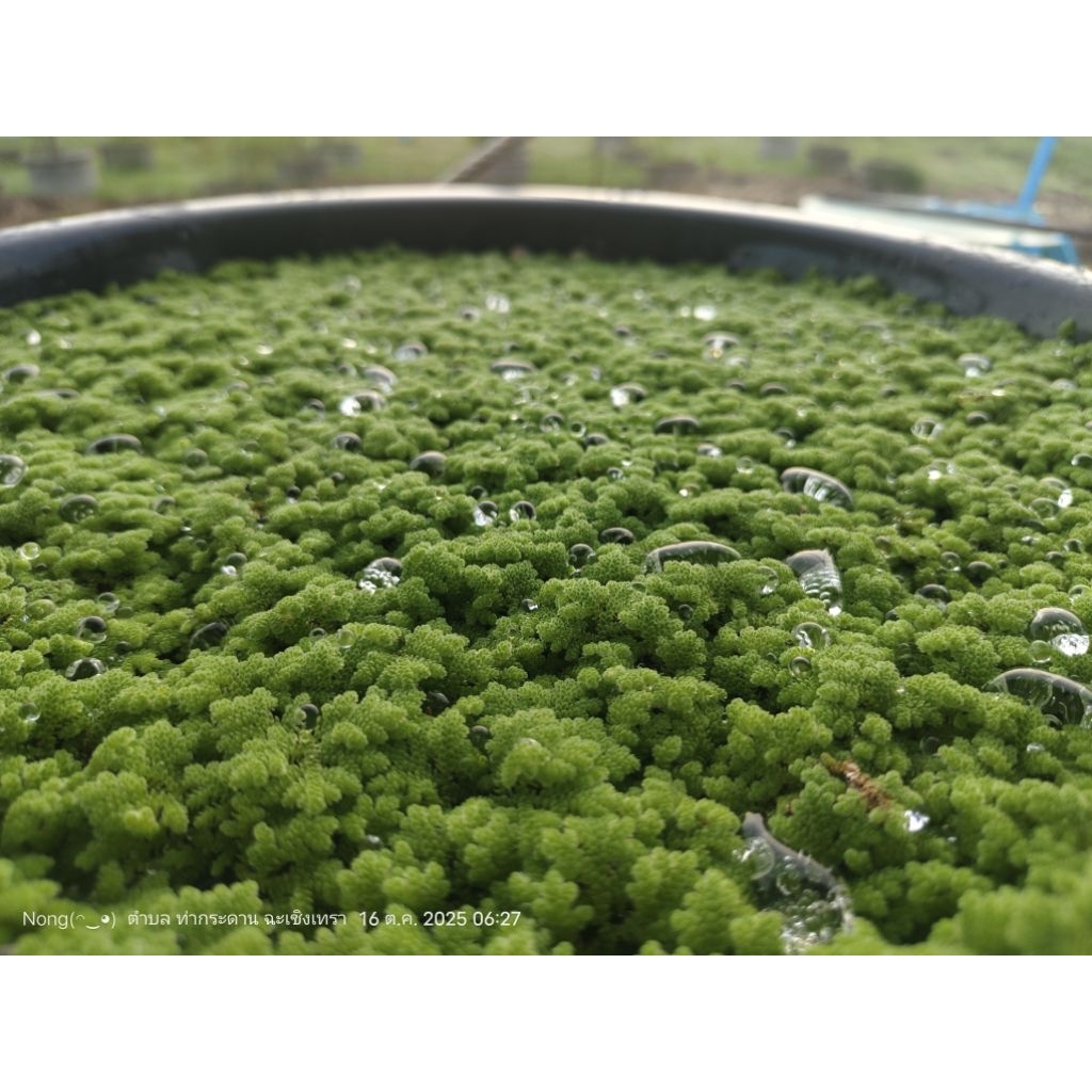 แหนแดง อะซอลล่าไมโครฟิลล่า (Azolla microphylla) เป็นพืชน้ำตระกูลเฟิร์นพันธุ์ขนาดใหญ่กว่า(สวยมากพร้อม