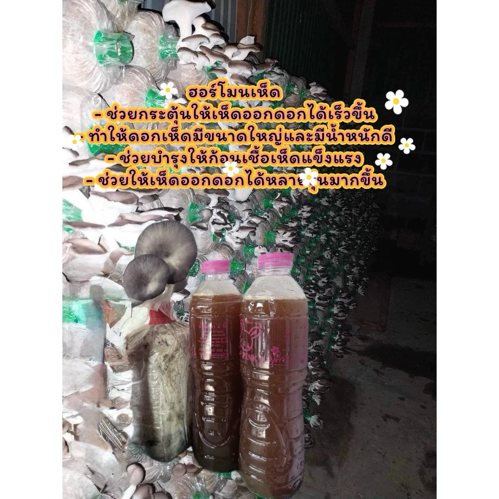 ฮอร์โมน 1000 กรัม เห็ดทุกชนิด ปลอดสาร