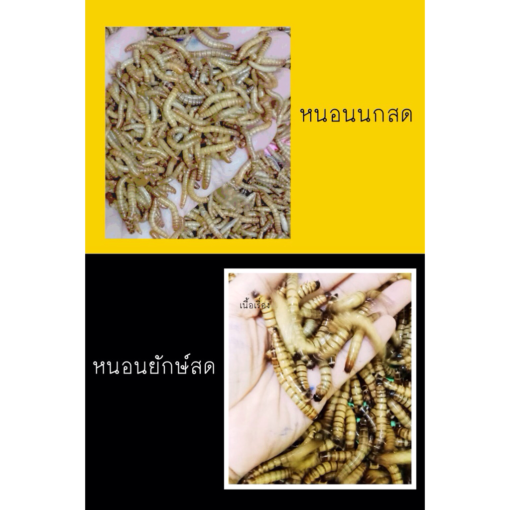 อาหารนก อาหารปลา อาหารสัตว์เลี้ยง ขนาด 500 กรัม