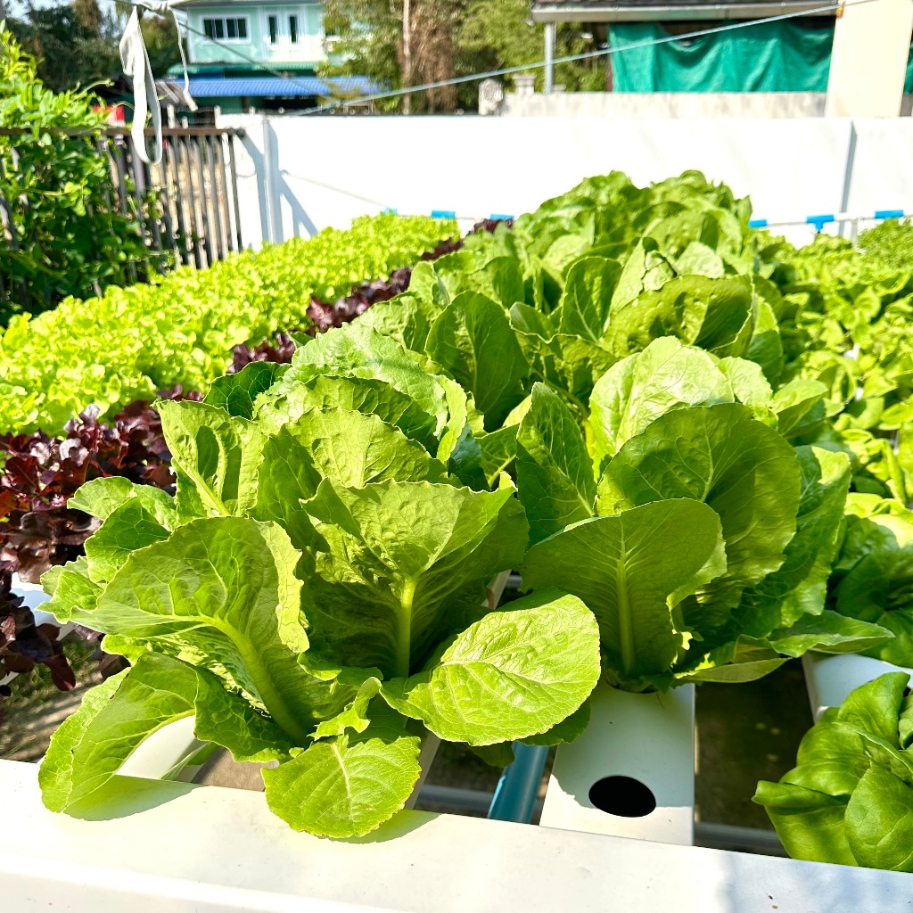 รูปภาพ 7