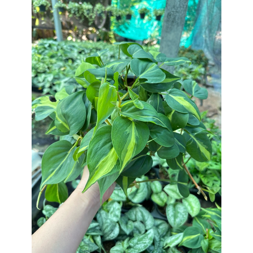 พลูบราซิล 2 สี มี 2 ขนาดคือ  กระถาง 3 นิ้ว และ 6 นิ้ว แน่นฟู ยาว ทุกกระถาง ทุกขนาดจ้า🚚ส่งเร็วน๊าสั่ง - รูปที่ 5