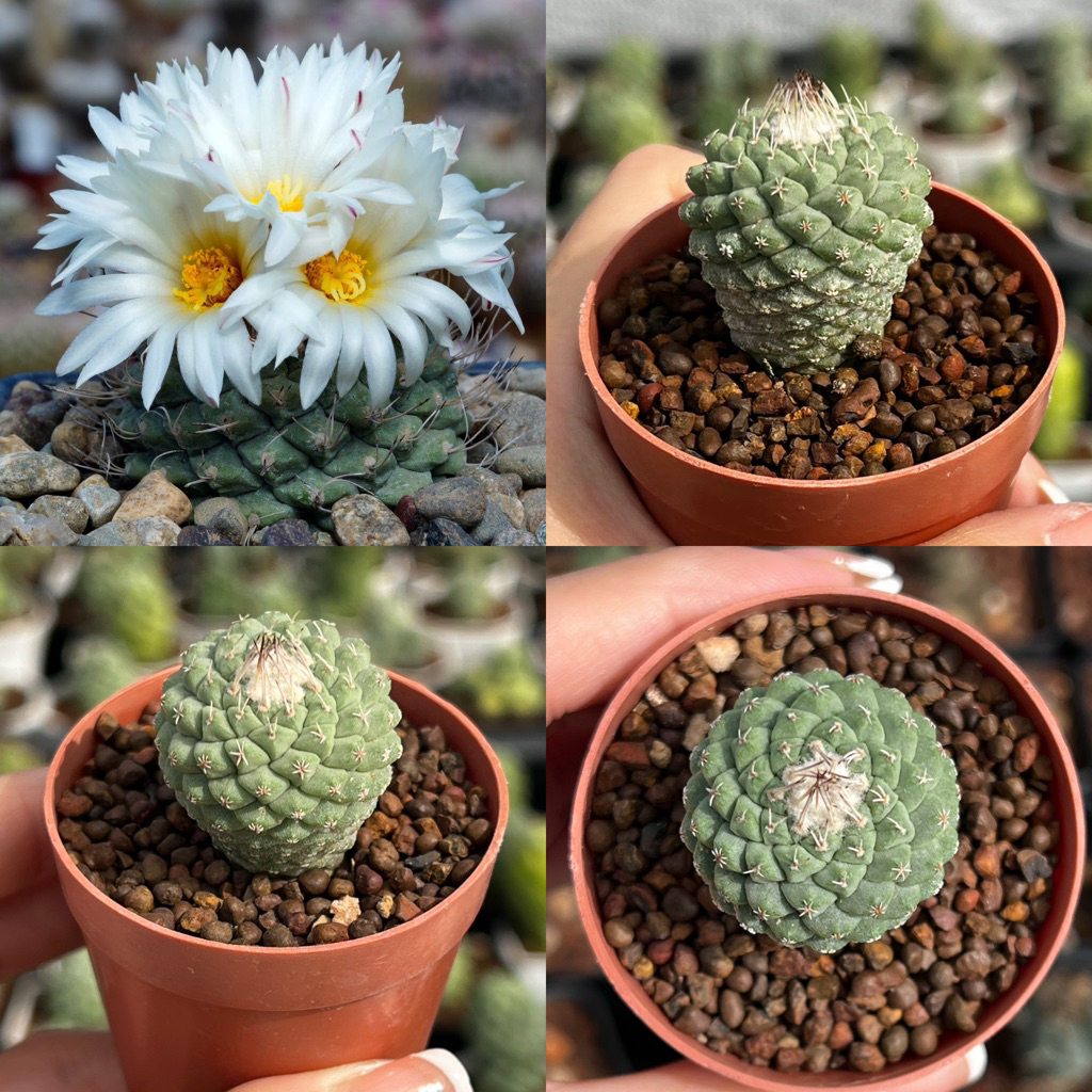 Strombocactus: สตรอมโบแคคตัส แคคตัส กระบองเพชร