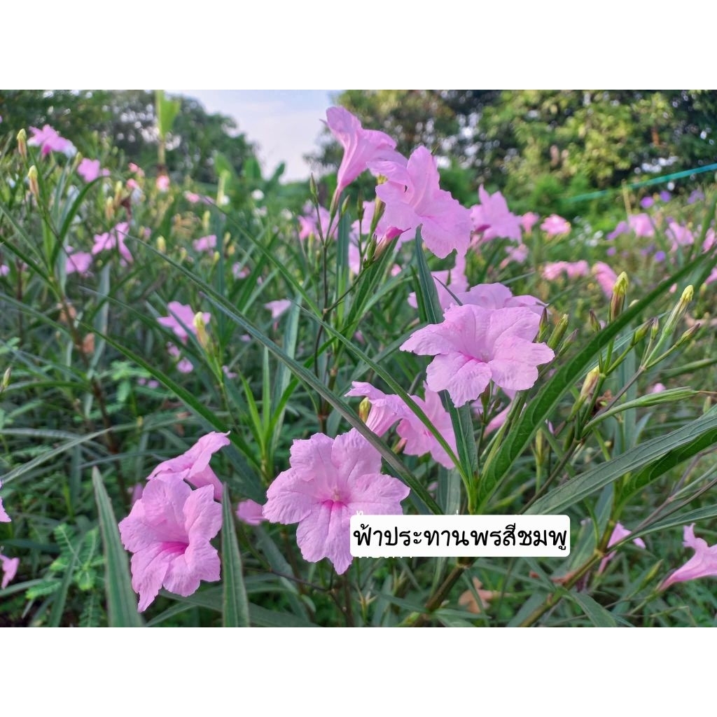 ต้นดอกฟ้าประทานพรสีชมพู 1 ต้นถุงดำ ไม้มงคล ดอกสีชมพู🌷🌷🌷