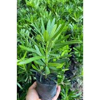 สนใบพายราคาส่ง1ชุด10ต้น10ถุงดำ