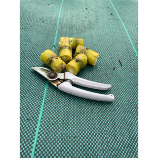 อ้อยเหลืองยูนนาน ท่อนอ้อยสำหรับเพาะชำ 5 ท่อน