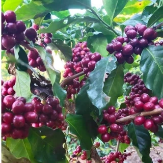 เมล็ดกาแฟคั่ว Espresso Blend(สูตร1) อราบิก้าเชียงราย50%+โรบัสต้าชุมพร50% หอมเข้มข้นลงตัว
