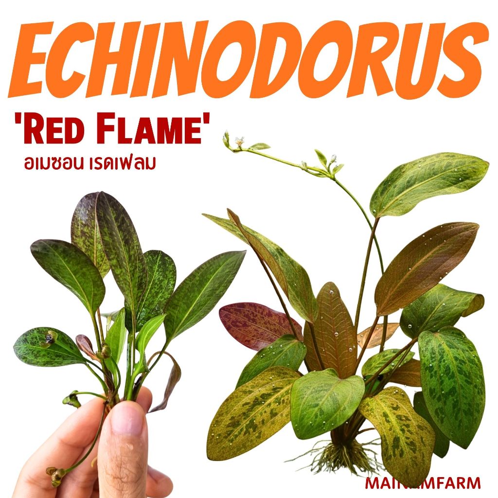 อเมซอน เรดเฟลม ใบด่างแดง - Echinodorus Ozelot Red Flame ต้นไม้น้ำ