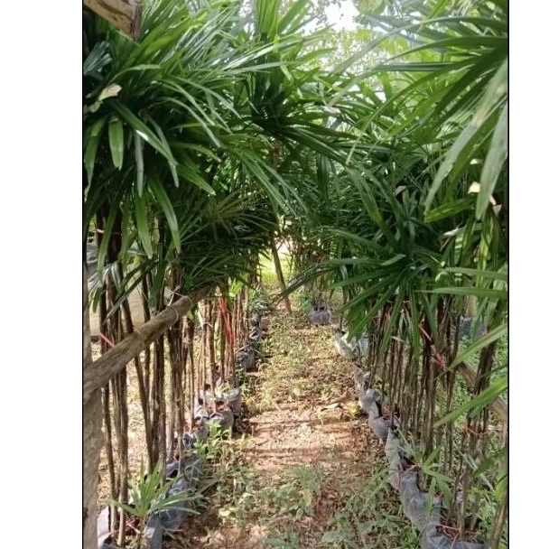 ต้นจั๋งเชียงใหม่ สวยสูง150c.m. ขึ้นไป ฟอกอากาศ