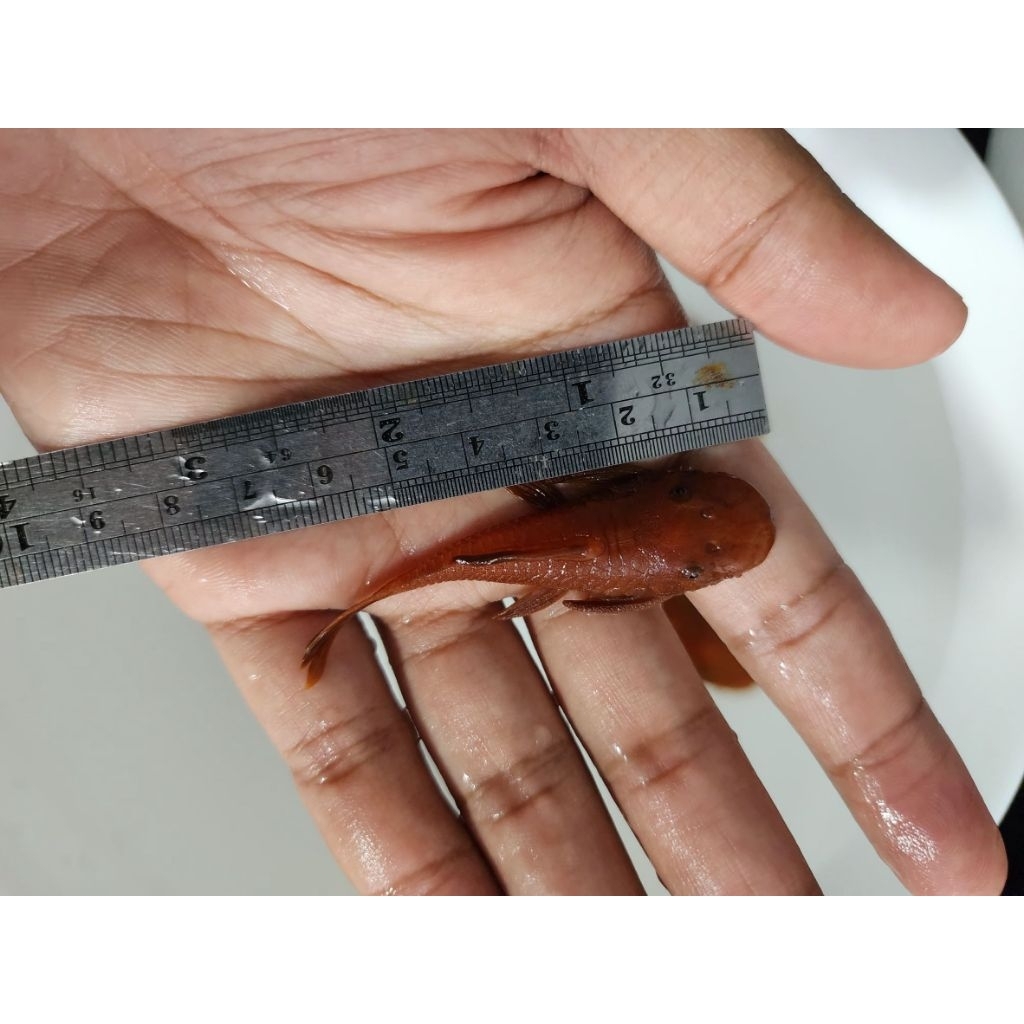 [จัดส่ง2-3วัน]อาหารสำหรับปลาซัคเกอร์L144 Super red 2.5นิ้ว(ผู้)