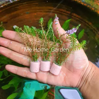 🦖🦖🦖สาหร่ายญี่ปุ่​น​เซรามิกริงจิ๋ว (3,5หลอด 39บาทค่ะ)​