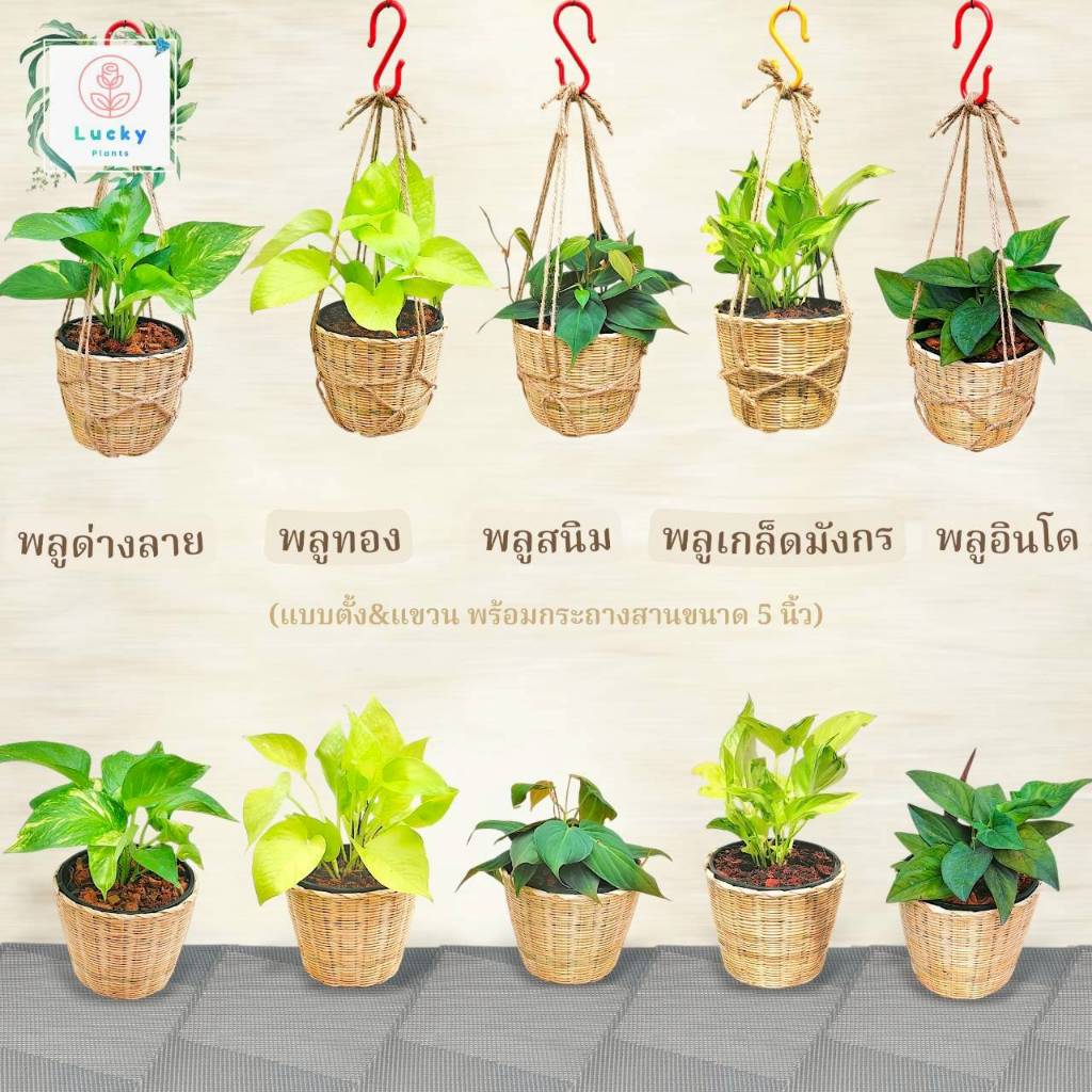 🌱พลูทอง /พลูด่างลาย /พลูสนิม /พลูเกล็ดมังกร /พลูอินโด (แบบตั้ง,แขวน) พร้อมกระถางสานไม้ไผ่ ขนาด 5 นิ้ว ช่วยฟอกอากาศ