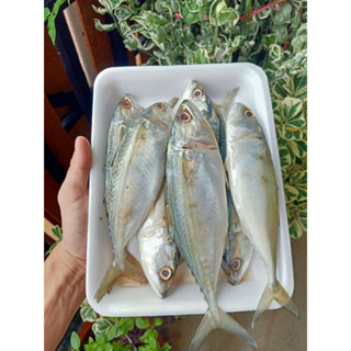 ปลาทูขาวอวนดำไซส์  6-12 ตัวโล  ขายแพ็คละ1กิโลกรัม สดๆจากเรือ…