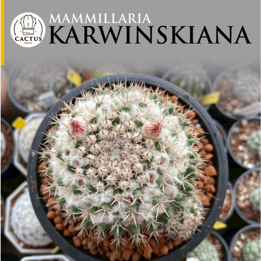 Mammillaria karwinskiana แมมโฉมสกาว' (แมมมิลลาเรีย คาร์วินสเกียนา)ไม้มเล็ดกระถาง 6 - 7 นิ้ว