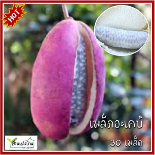 30 เมล็ด อะเคบิม่วง เมล็ดอะเคบิม่วง อะเคบิ เมล็ดอะเคบิ เมล็ด…