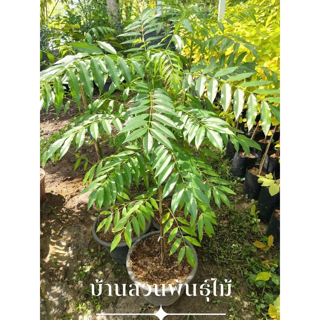 ต้นมะกอกฝรั่ง ต้นเตี้ย ต้นเพาะเมล็ด สูง 120-140 ซม. ต้นติดดอก กระถาง 12 นิ้ว ราคา ถูกที่สุด ดีลบีเคเค แกลเลอรีภาพที่ 2