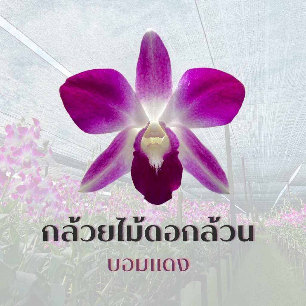 กล้วยไม้บอมแดงสดเด็ดดอก(ดอกล้วน)พร้อมใช้งานเหมาะสำหรับตกแต่งจัดจานทำกระทงทำพวงมาลัย ทำพานทำบายศรี งานพิธีต่างๆ