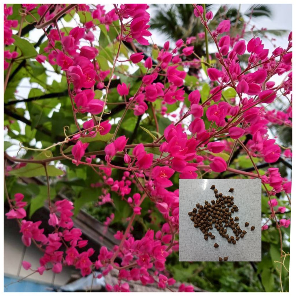 เมล็ดพวงชมพู 50 เมล็ด