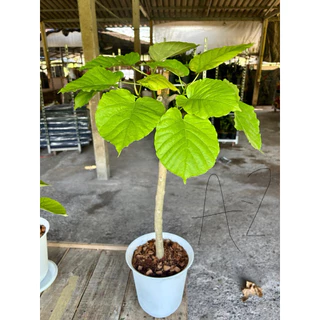 ☘️☘️ไทรอัมเบลล่า หรือไทรใบหัวใจ Ficus umbellata ฟอร์มสวยพร้อมกระถางขาวและถาดรอง ☘️☘️