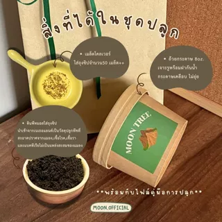 📍มีราคาส่ง📍 MOON TREE ชุดพร้อมปลูกโคลเวอร์ (Clover) ร้าน [Moon] ขนาด 8 oz.