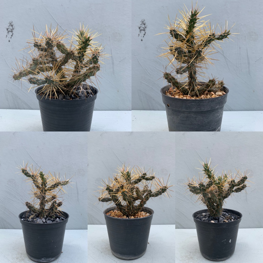 Cylindropuntia hystrix ไซรินโอพันเทีย ฮิสทริก หนามโหด
