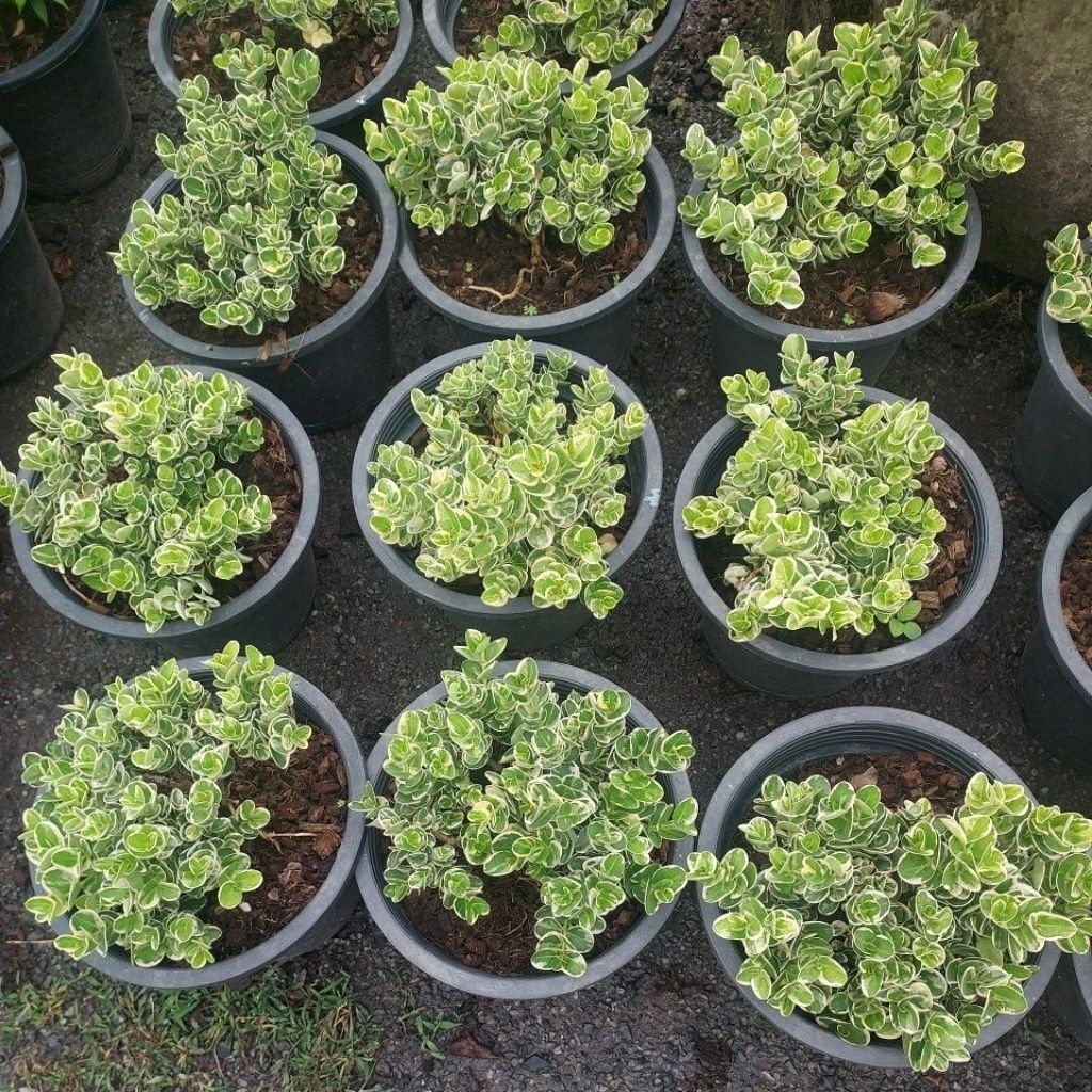 ต้นมหาเฮง ไม้มงคล ดอกหอม - รูปที่ 2