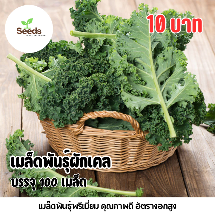 เมล็ดผักเคลใบหยิก (Kale) บรรจุ 100 เมล็ด