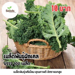 เมล็ดผักเคลใบหยิก (Kale) บรรจุ 100 เมล็ด