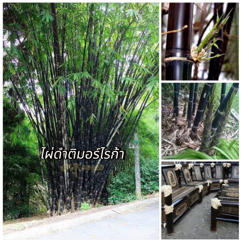 #เมล็ดไผ่ดำติมอร์ไรก้า  💥จะมีลำไม้สีดำเงา ผิวเรียบไม่มีขน รับประทานได้ มีมูลค่าทางตลาดสูง ➡ 8 เดือนมีหน่อไม้ให้เห็น💰💰💰