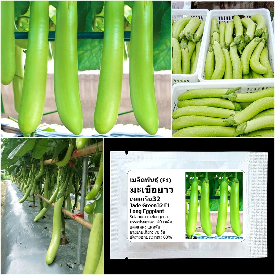 เมล็ดพันธุ์ มะเขือยาว เจดกรีน32 Jade Green32 Long Eggplant F1 Seed 40 เมล็ด คุณภาพดี ของแท้ 100%