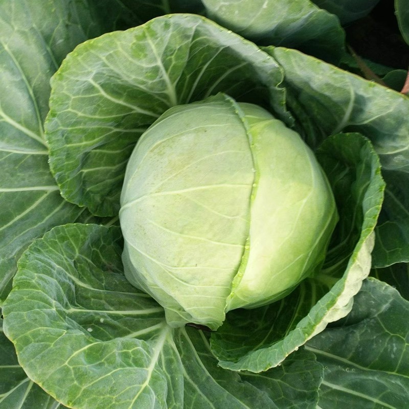 150เมล็ด เมล็ดกะหล่ำปลี เมล็ดพันธุ์ผัก เมล็ดผักสวน CABBAGE SEEDS