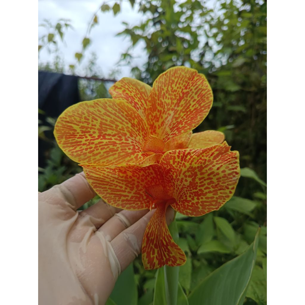 พุทธรักษาดอกเหลืองลายจุดสีส้มตัดสดขนาดต้น 30 cm