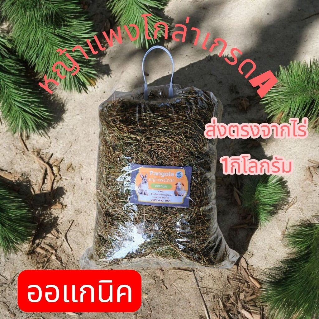 หญ้าแพงโกล่าเกรดA1กิโลกรัม