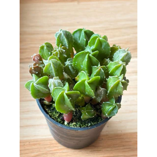 ไม้พอทแคคตัส แอสโตรไฟตั้ม ไมริโอ้ สติ๊กมา (Astrophytum Myriostigma) ในกระถาง 2.5 นิ้ว 🚛ส่งทั้งกระถาง